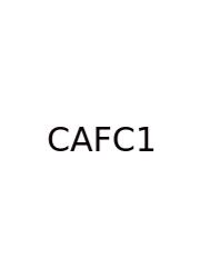 Capital Account Format Class 12