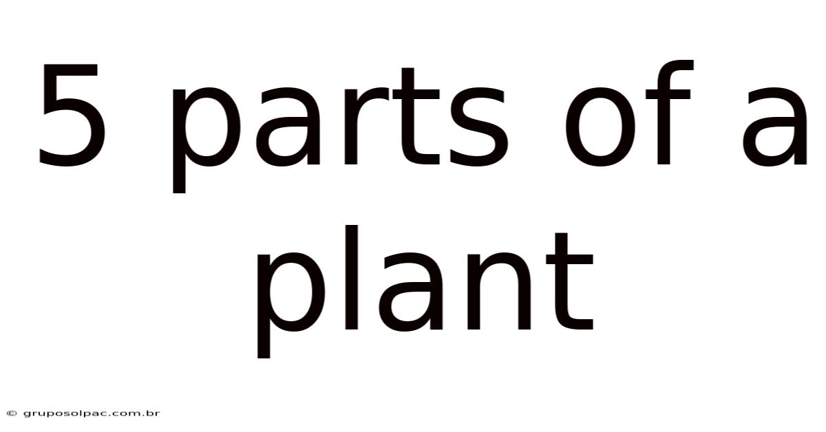5 Parts Of A Plant