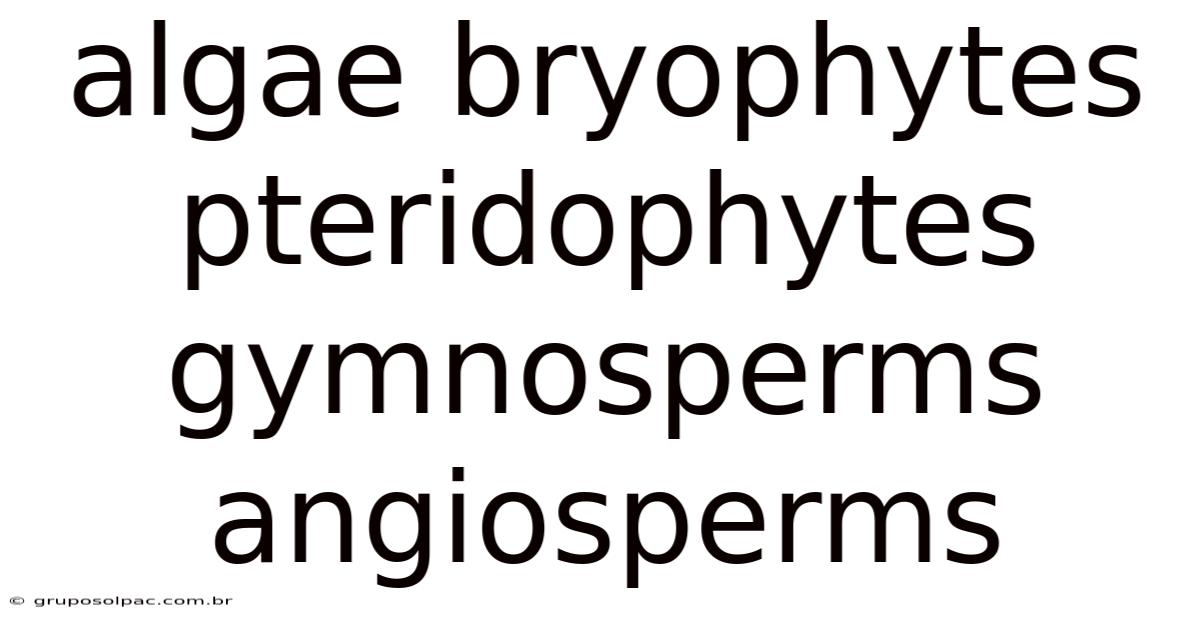 Algae Bryophytes Pteridophytes Gymnosperms Angiosperms