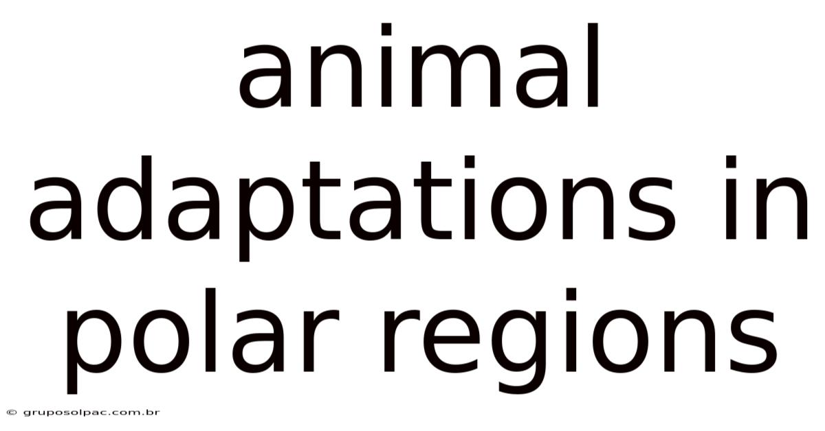 Animal Adaptations In Polar Regions