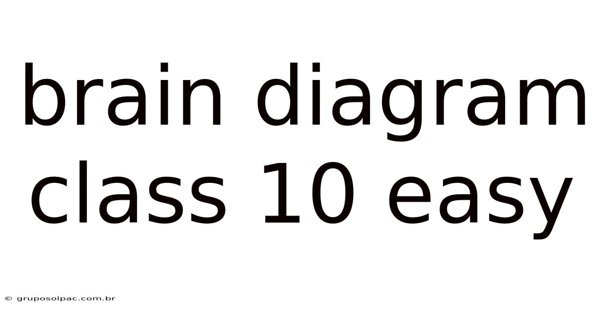 Brain Diagram Class 10 Easy