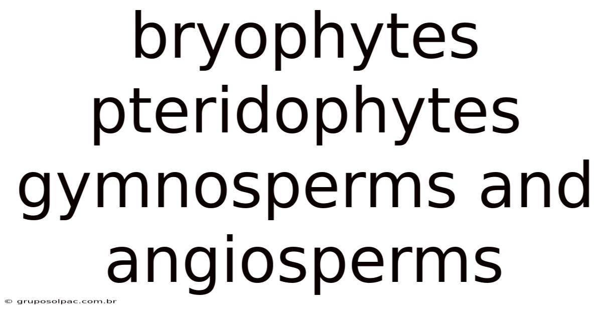 Bryophytes Pteridophytes Gymnosperms And Angiosperms