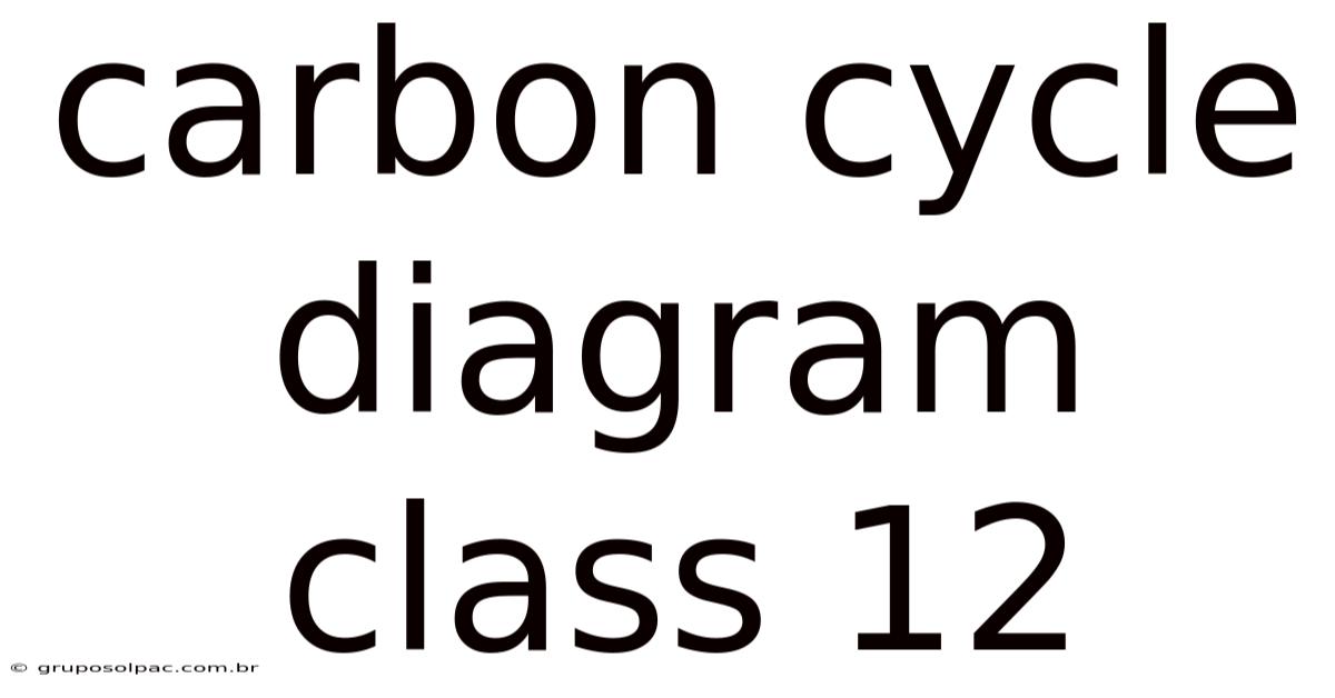 Carbon Cycle Diagram Class 12