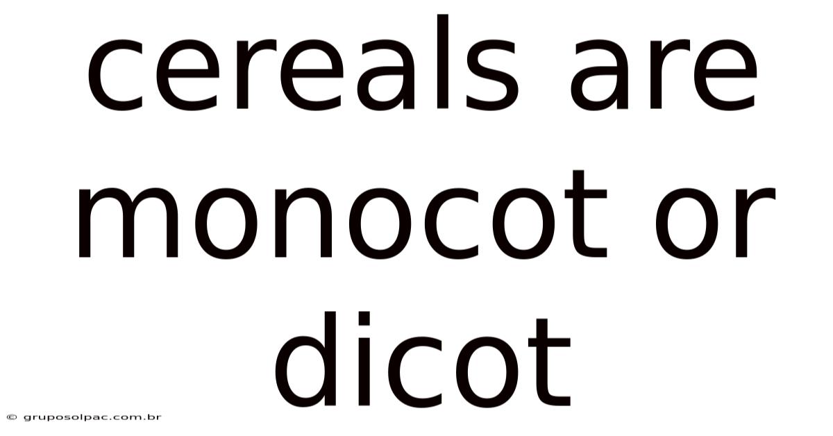 Cereals Are Monocot Or Dicot