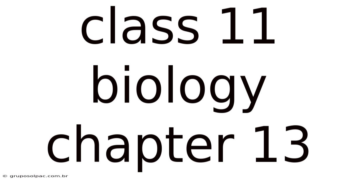 Class 11 Biology Chapter 13