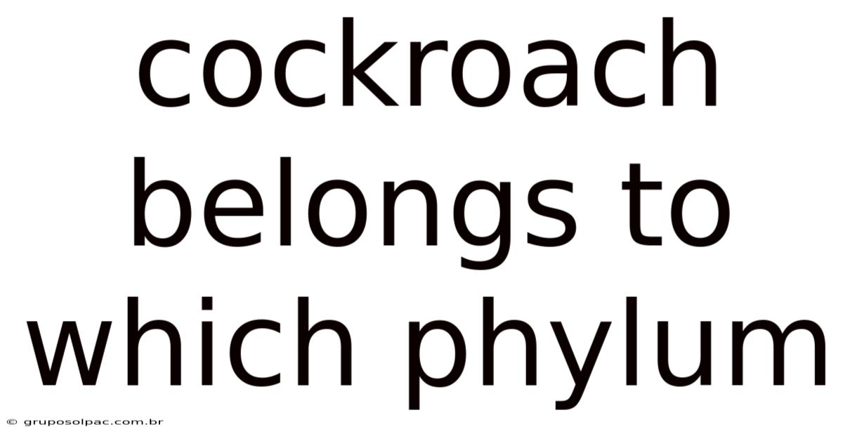 Cockroach Belongs To Which Phylum