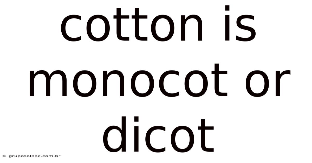 Cotton Is Monocot Or Dicot