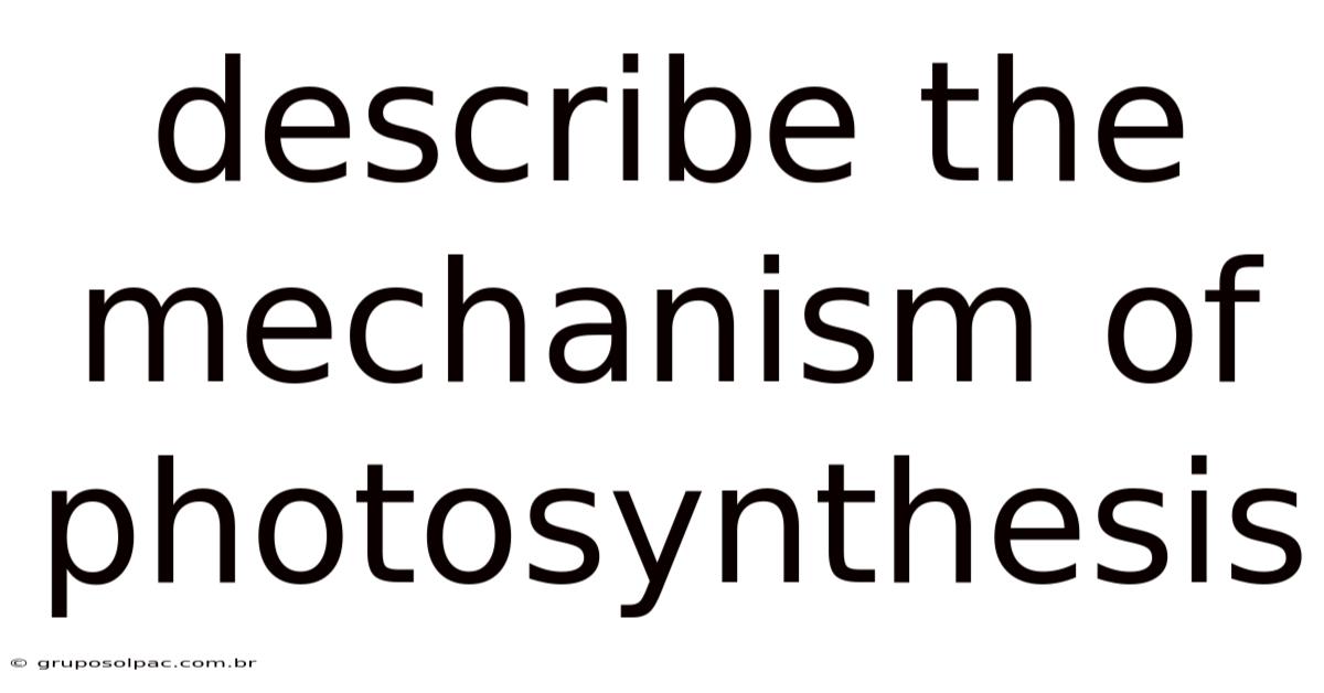 Describe The Mechanism Of Photosynthesis