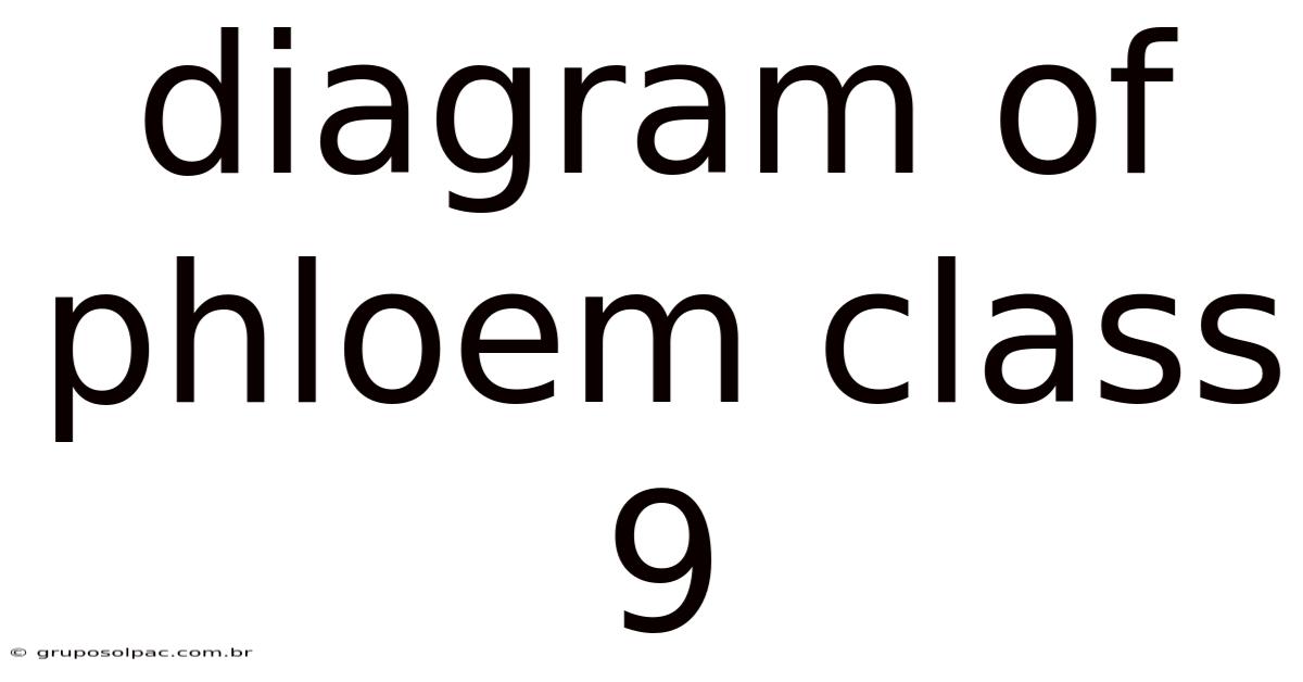 Diagram Of Phloem Class 9