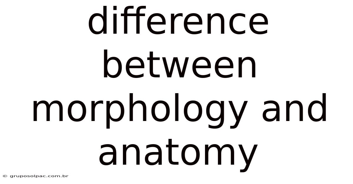 Difference Between Morphology And Anatomy