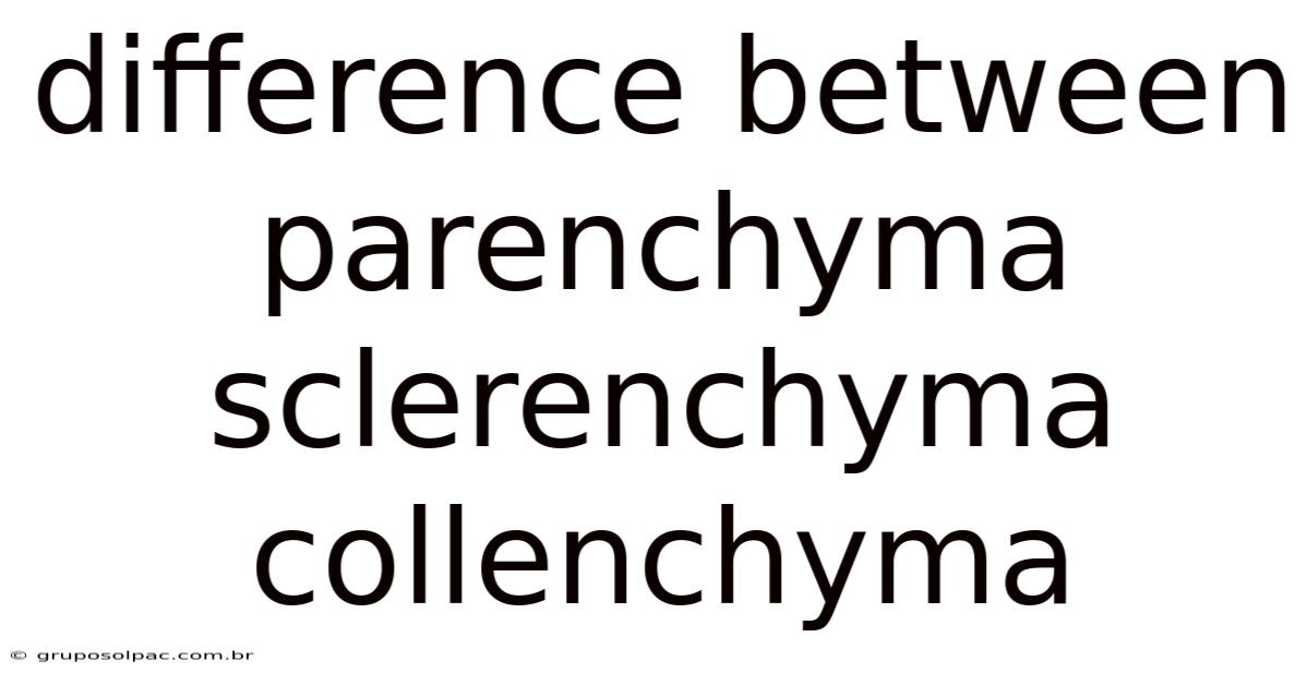 Difference Between Parenchyma Sclerenchyma Collenchyma