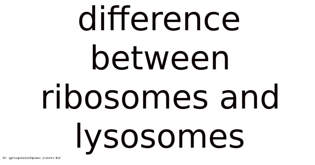Difference Between Ribosomes And Lysosomes