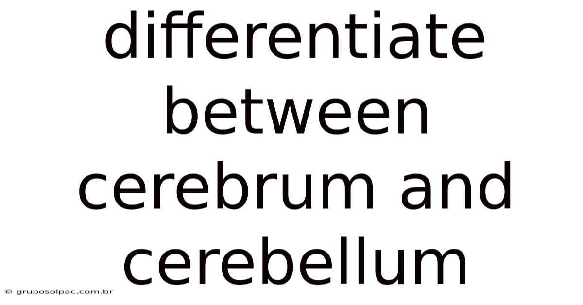 Differentiate Between Cerebrum And Cerebellum