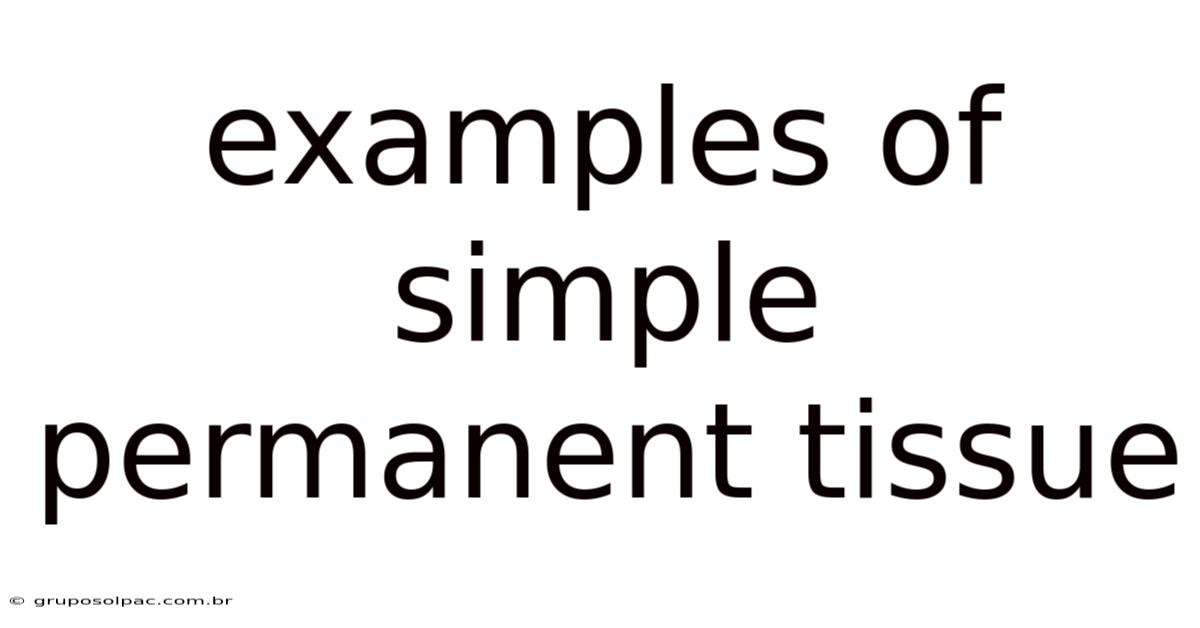 Examples Of Simple Permanent Tissue