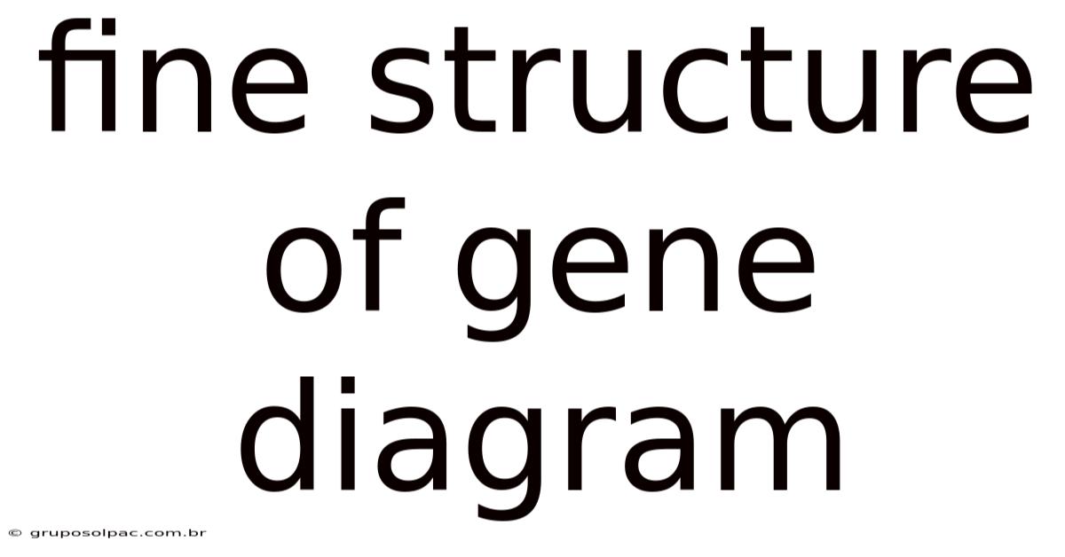 Fine Structure Of Gene Diagram