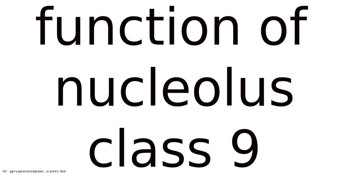 Function Of Nucleolus Class 9