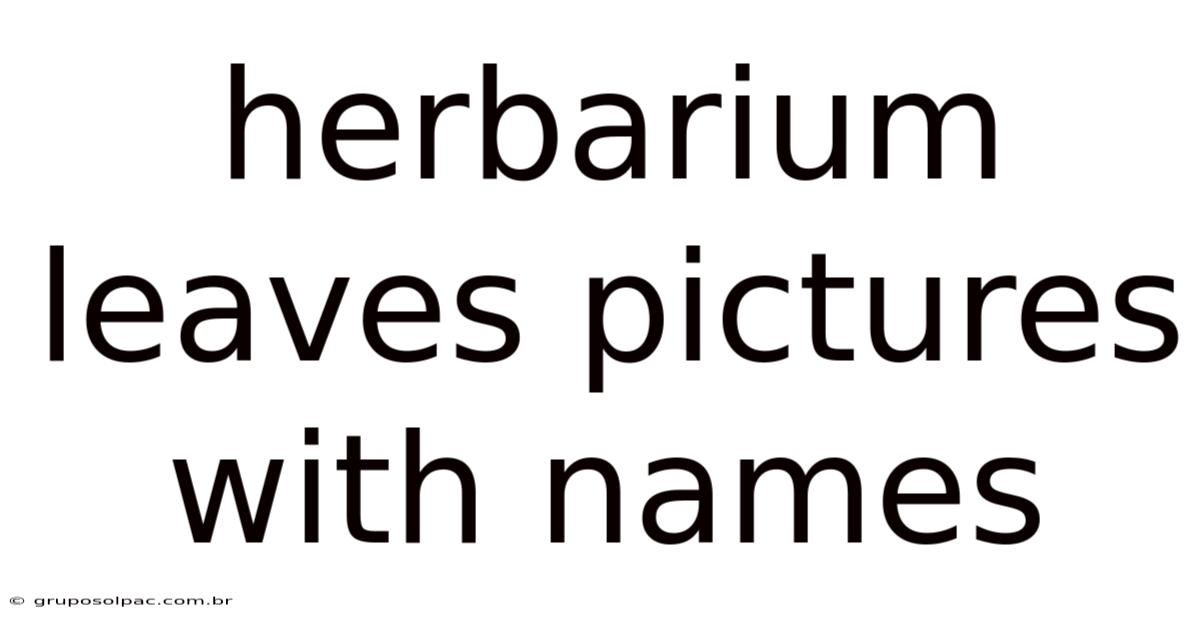 Herbarium Leaves Pictures With Names