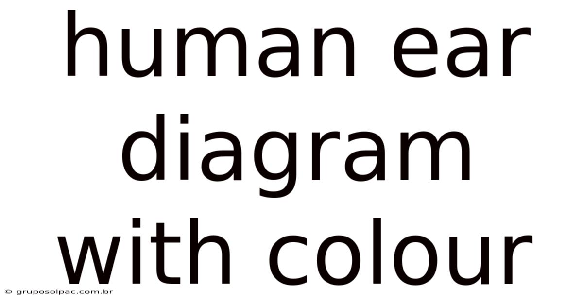 Human Ear Diagram With Colour