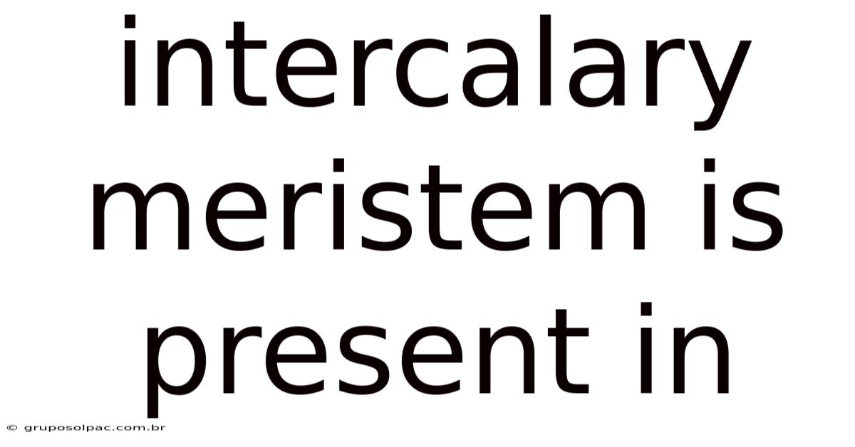 Intercalary Meristem Is Present In