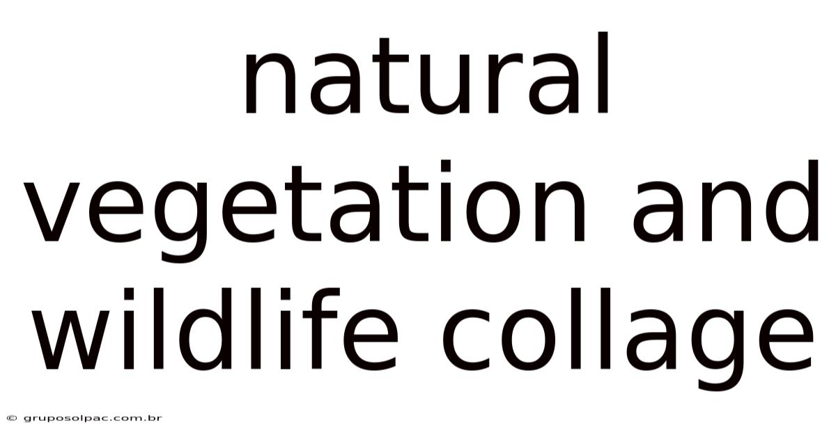 Natural Vegetation And Wildlife Collage