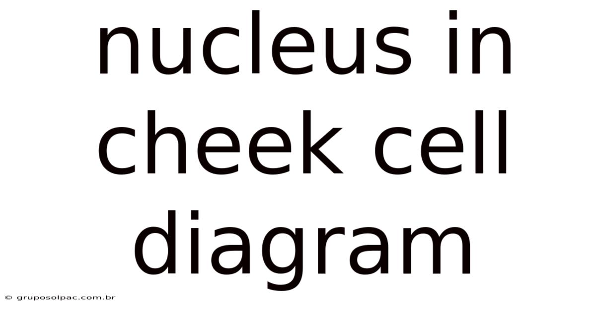 Nucleus In Cheek Cell Diagram