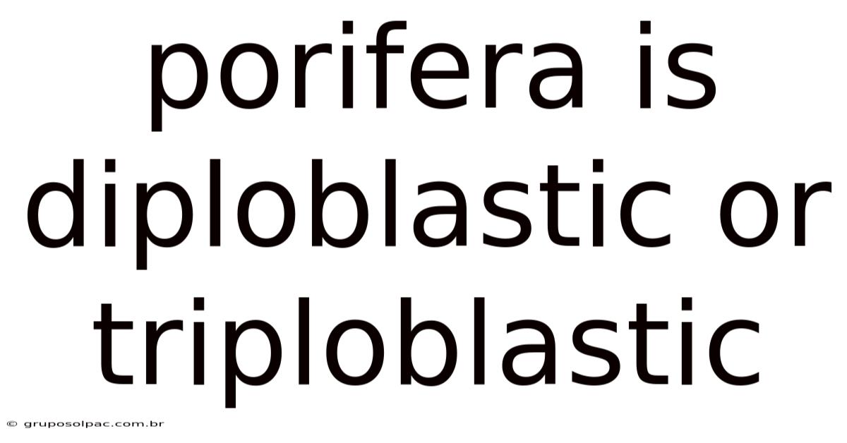 Porifera Is Diploblastic Or Triploblastic