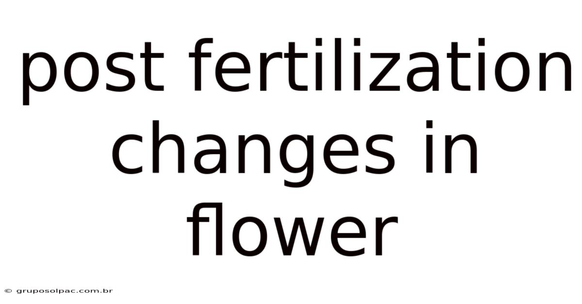 Post Fertilization Changes In Flower