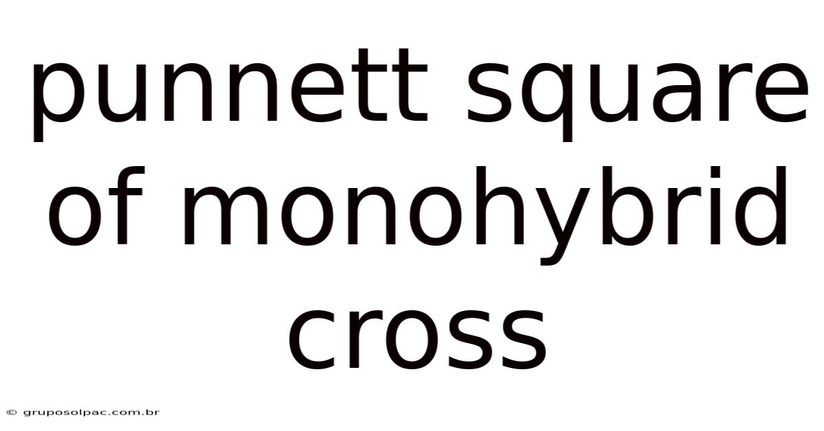 Punnett Square Of Monohybrid Cross