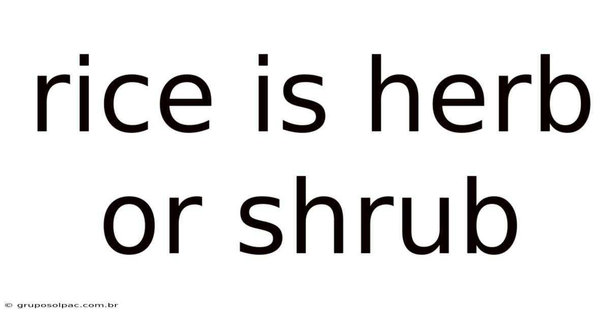 Rice Is Herb Or Shrub