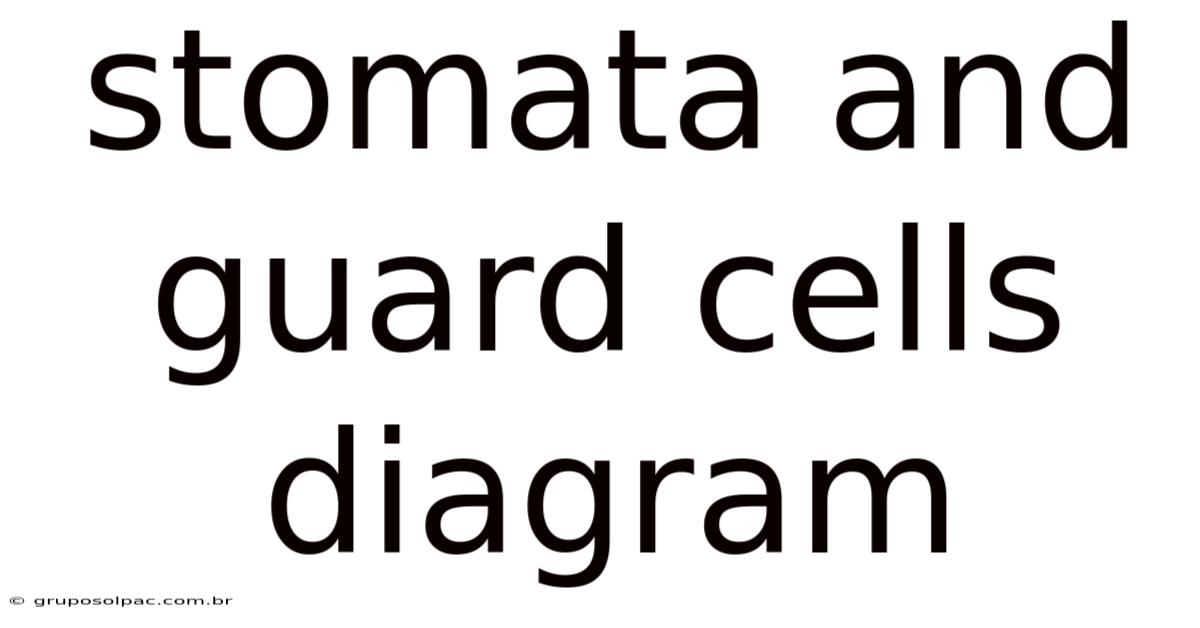Stomata And Guard Cells Diagram