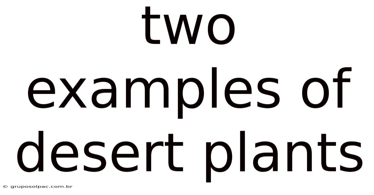 Two Examples Of Desert Plants