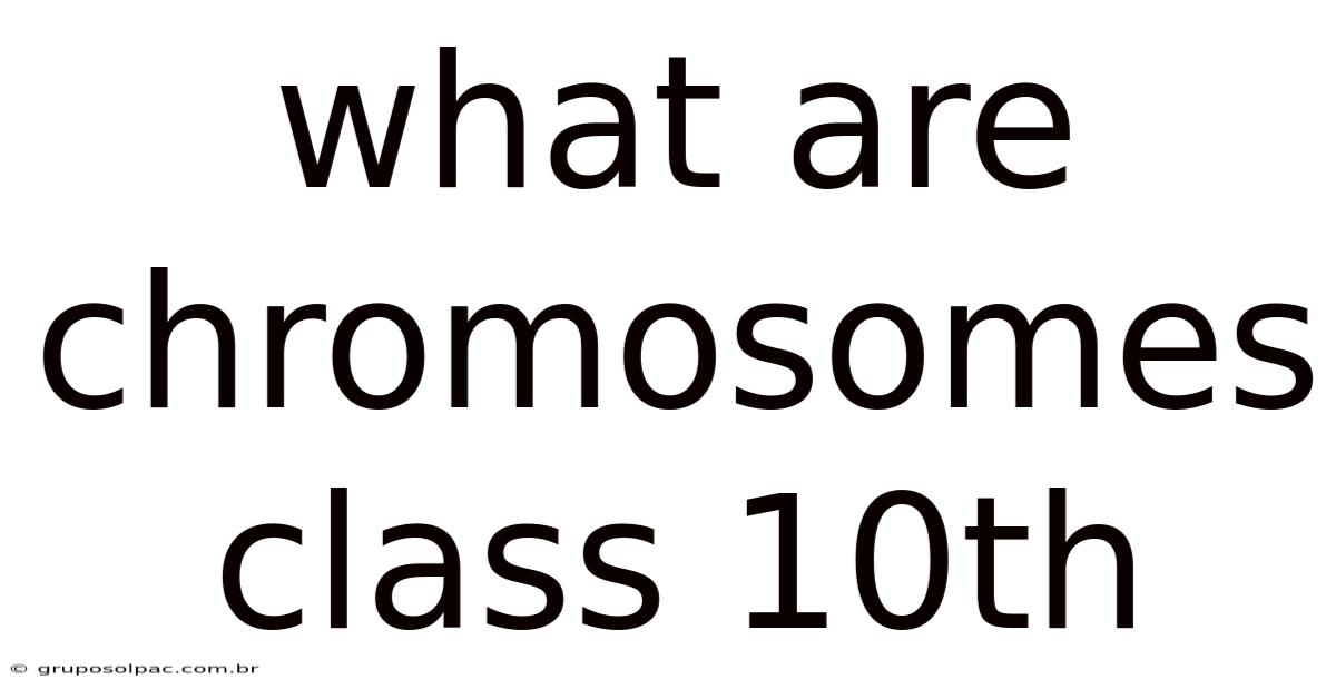 What Are Chromosomes Class 10th