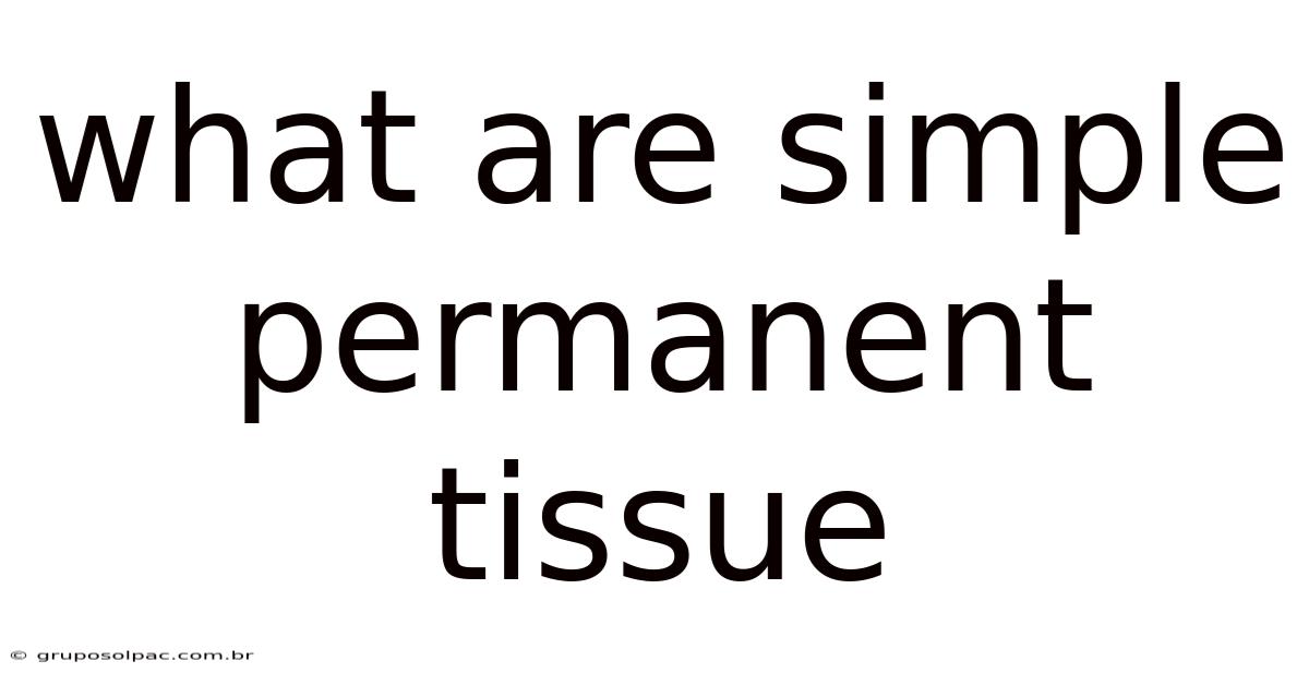 What Are Simple Permanent Tissue