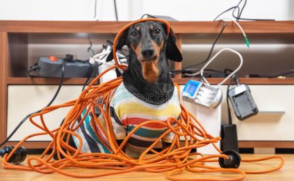 naughty-dachshund-was-left-home-alone-made-mess-dog-striped-t-shirt-scattered-tore-apart-wires-electrical-appliances-206965513